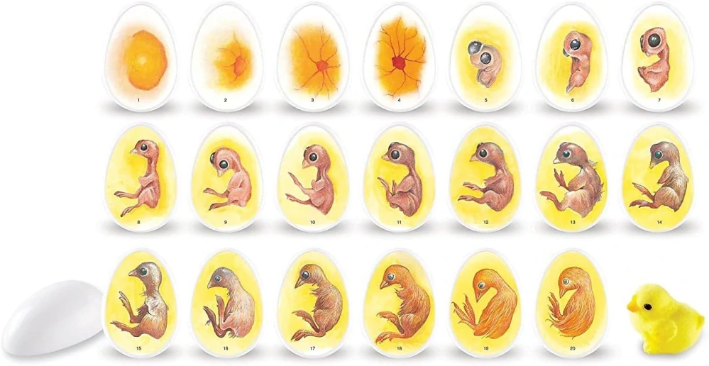 Chick Life Cycle Exploration Set jak se z vajíčka vylíhne kuře