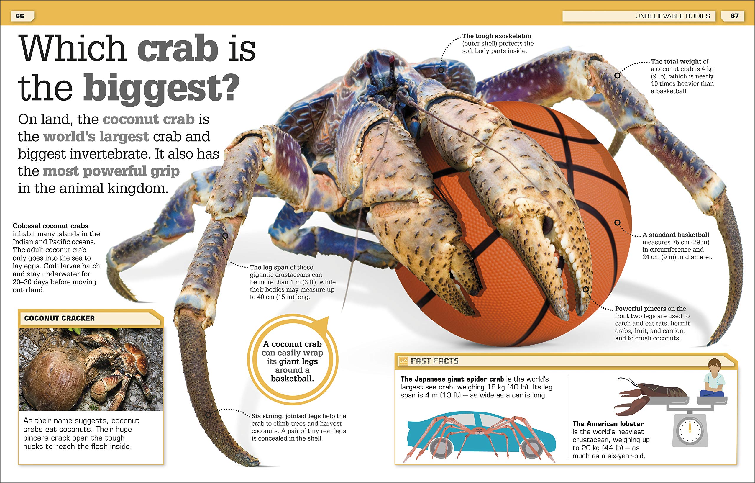 It Can't Be True! Animals!: Unbelievable Facts About Animals