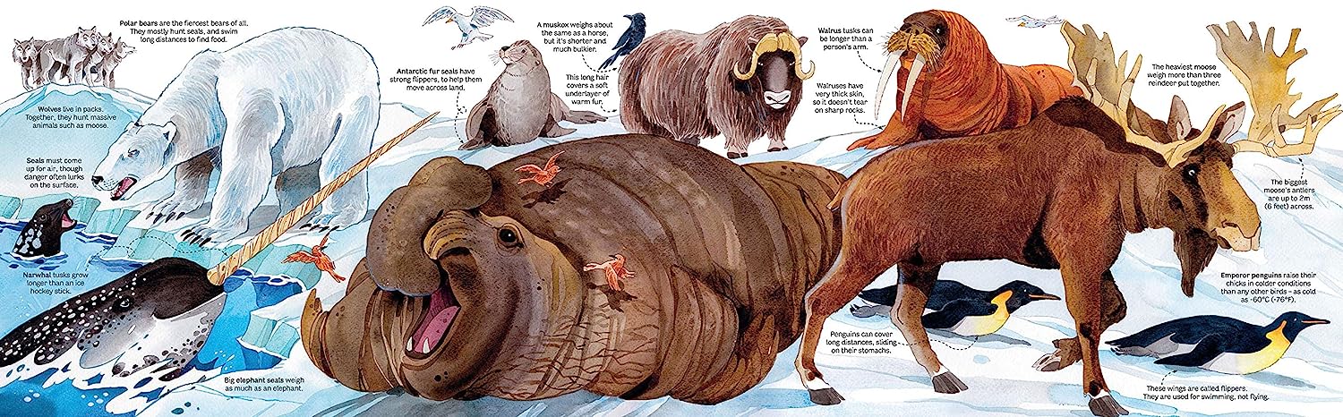 Big Book of Animals velká kniha o zvířatech v angličtině