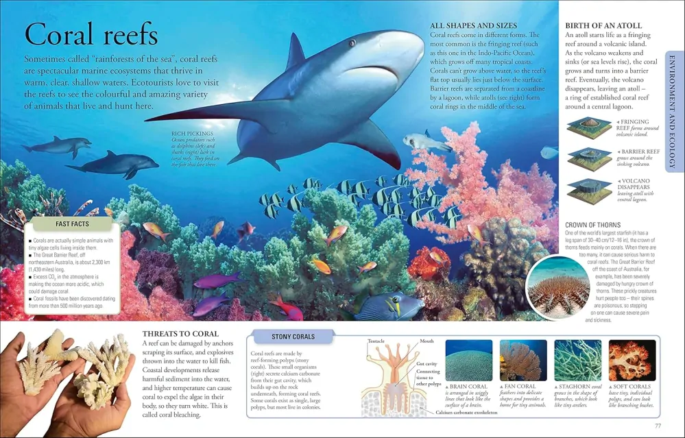 The New Children's Encyclopedia encyklopedie v angličtině