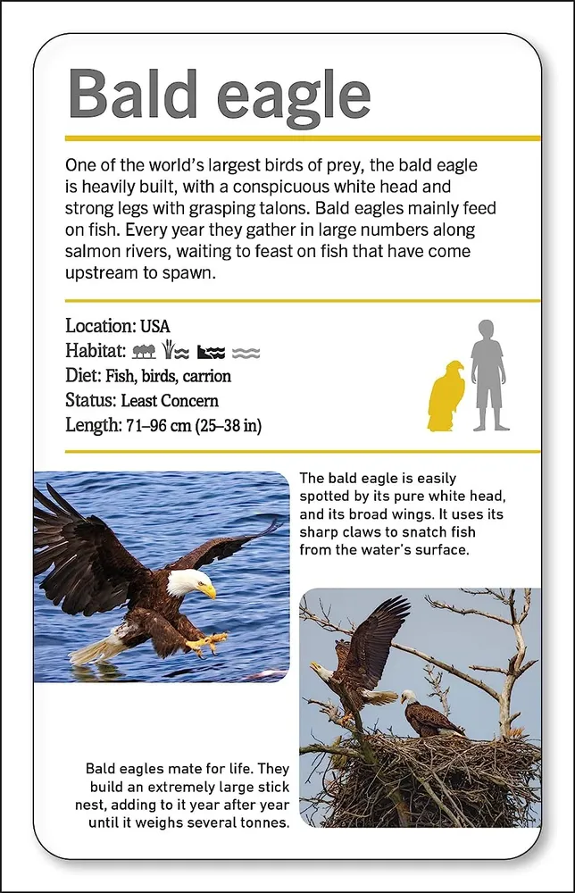 Animals of the World Flash Cards zvířata na kartách v angličtině