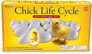 Chick Life Cycle Exploration Set jak se z vajíčka vylíhne kuře
